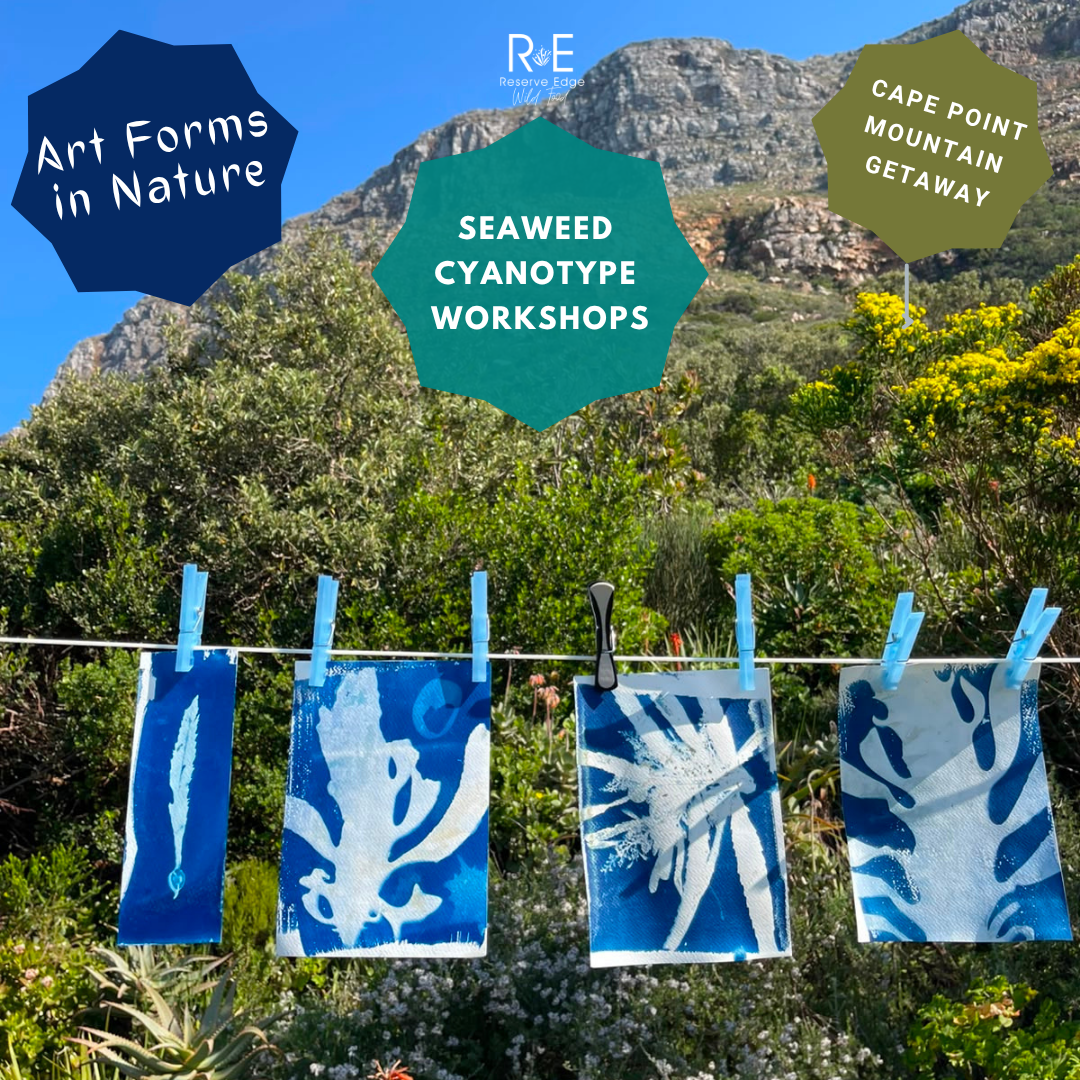 Seaweed Cyanotype Workshops